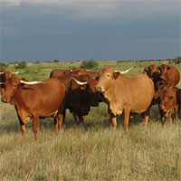 Giáo án Tiếng Việt 2 tuần 34 bài Đàn bê của anh Hồ Giáo