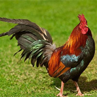 Giáo án đề tài Con gà trống