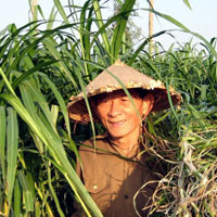 Đàn bê của anh Hồ Giáo