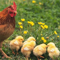 Giáo án Tiếng Việt 2 tuần 16 bài: Đàn gà mới nở