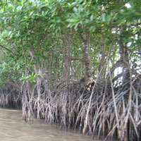 Đề kiểm tra học kì 1 môn Sinh học lớp 6 huyện Long Mỹ năm 2013 - 2014