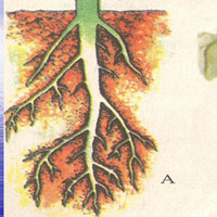 Đề kiểm tra giữa học kì 1 môn Sinh học lớp 6 năm học 2015 - 2016 trường THCS Thuận Hưng, Hậu Giang