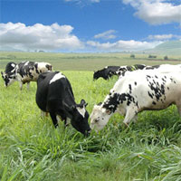 Giáo án lớp chồi đề tài Chú bò tìm bạn