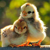 Giáo án lớp chồi đề tài Hai anh em gà con