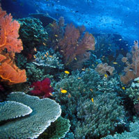 Đề kiểm tra giữa học kì 1 môn Sinh học lớp 11 năm học 2015 - 2016 trường THPT Thống Nhất A, Đồng Nai