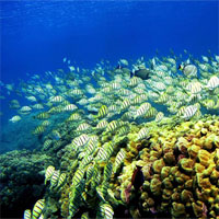 Giáo án Sinh học 7 bài 32: Thực hành mổ cá