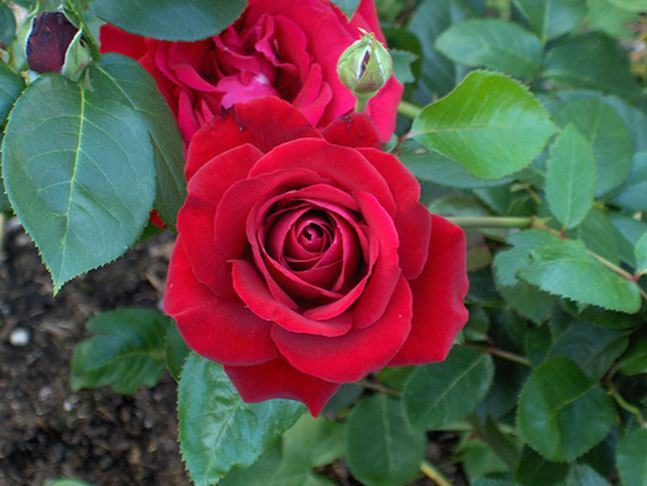 Chủ đề Ngày hội của cô