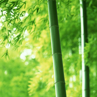 Truyện cổ tích song ngữ dành cho trẻ em: Tre và dương xỉ