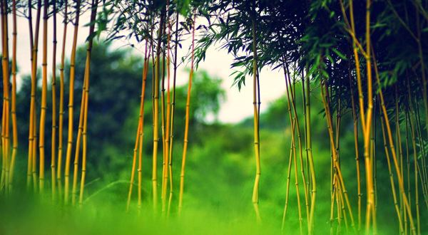 Truyện cổ tích song ngữ dành cho trẻ em