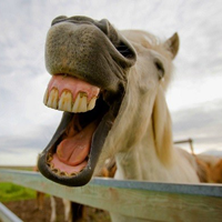 Chuyện hài tiếng Anh từ các Tổng thống Mỹ