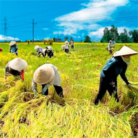 Giáo án mầm non đề tài: Bác nông dân vui tính