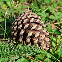 Giáo án Sinh học 6 bài Hạt trần cây thông