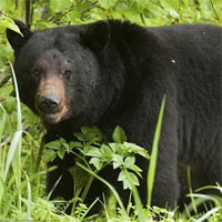 Giáo án mầm non đề tài: Kìa bác gấu đen