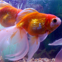 Giáo án mầm non đề tài: Con cá vàng