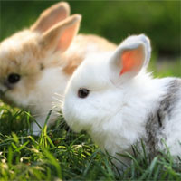 Giáo án mầm non đề tài: Những chú thỏ