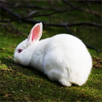 Giáo án mầm non đề tài: Chú thỏ con