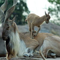 Giáo án mầm non đề tài: Dê con nhanh trí