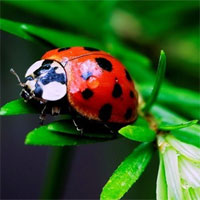 Giáo án mầm non đề tài: Một số côn trùng