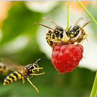 Giáo án mầm non đề tài: Con ong chăm chỉ