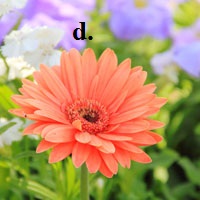 IOE Olympic Tiếng Anh lớp 5 vòng 1 năm 2014-2015