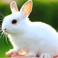 Giáo án mầm non đề tài: Nếu là thỏ cho xem tai