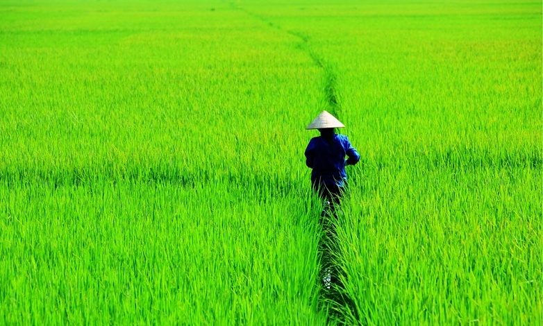 Phân tích bài nhớ đồng Phân tích bài nhớ đồng