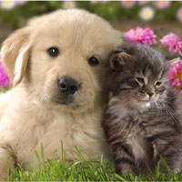 Bài tập Tiếng Anh lớp 2 chủ đề về đồ vật, con vật