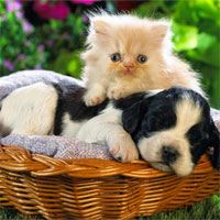 Giáo án mầm non đề tài: Cún con và mèo con