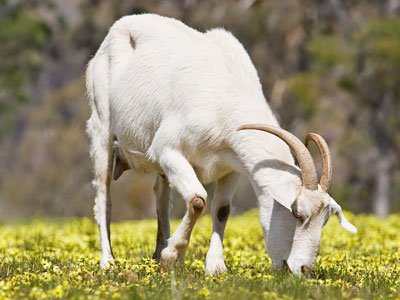 Đề thi học kì 1 môn Tiếng Anh lớp 1 Đề thi học kì 1 môn Tiếng Anh lớp 1