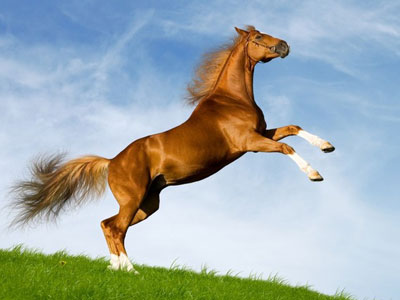 Đề thi học kì 1 môn Tiếng Anh lớp 1 Đề thi học kì 1 môn Tiếng Anh lớp 1