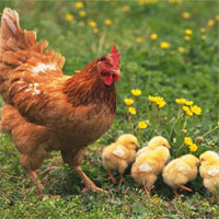 Giáo án mầm non đề tài: Câu chuyện của gà tồ