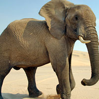 Đề thi Violympic Tiếng Anh lớp 3 vòng 5 năm 2014-2015