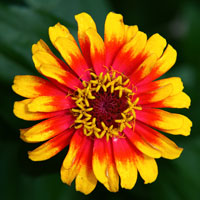 Đề thi Violympic Tiếng Anh lớp 3 vòng 5 năm 2014-2015