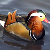 Giáo án Sinh học 7 bài Thực hành xem băng hình về đời sống và tập tính của chim