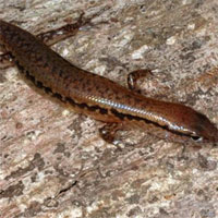 Giáo án Sinh học 7 bài Cấu tạo trong của thằn lằn