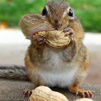 Giáo án Sinh học 7 bài Đa dạng của lớp thú, bộ ăn sâu bọ, bộ gặm nhấm, bộ ăn thịt