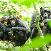 Giáo án Sinh học 7 bài Đa dạng của lớp thú, các bộ móng guốc và bộ linh trưởng