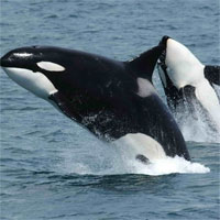 Giáo án Sinh học 7 bài Đa dạng của lớp thú, bộ dơi và bộ cá voi