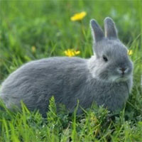 Giáo án Sinh học 7 bài Thỏ