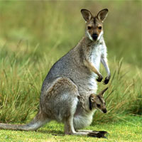 Giáo án Sinh học 7 bài Đa dạng của lớp thú, bộ thú huyệt, bộ thú túi