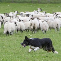 Giáo án mầm non đề tài: Kể chuyện sáng tạo về thế giới động vật