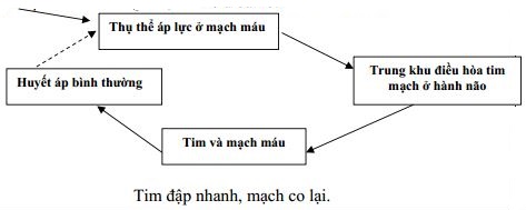 Đáp án - đề thi học kì 1 môn Sinh lớp 11 trường THPT Phan Văn Trị