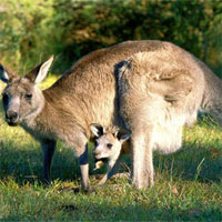 Giáo án mầm non đề tài: Làm quen nhóm chữ m, n