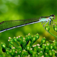 Giáo án mầm non đề tài: Con chuồn chuồn