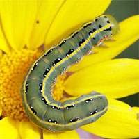 Giáo án mầm non đề tài: Con sâu háu ăn