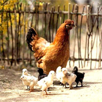 Giáo án mầm non đề tài: Vui cùng đàn gà