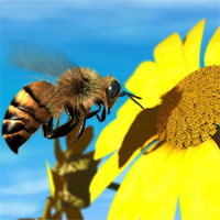 Giáo án mầm non đề tài: Vòng đời của ong