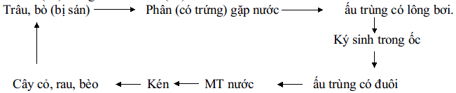 Đề kiểm tra học kì 1 môn Sinh lớp 7