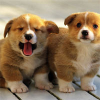 Giáo án mầm non đề tài: Bạn trốn ở đâu?