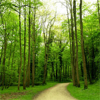 Giáo án mầm non đề tài: Đi vào rừng xanh